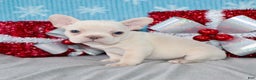 French Bulldog dogs for sale: Vega - Ad 3