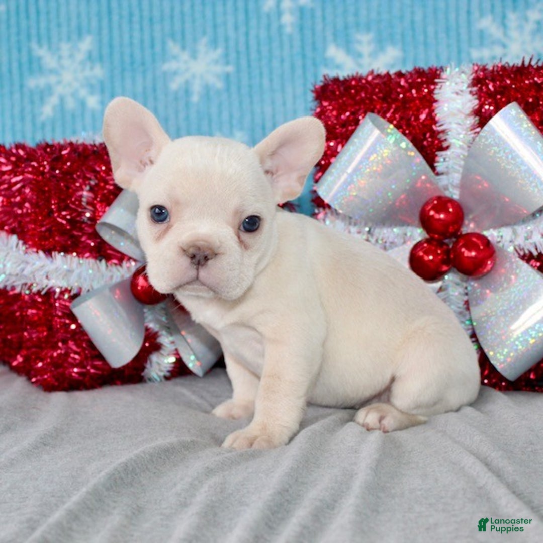 French Bulldog dogs for sale: Vega - Ad 3