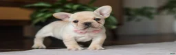 French Bulldog dogs for sale: Hazel - Ad 4