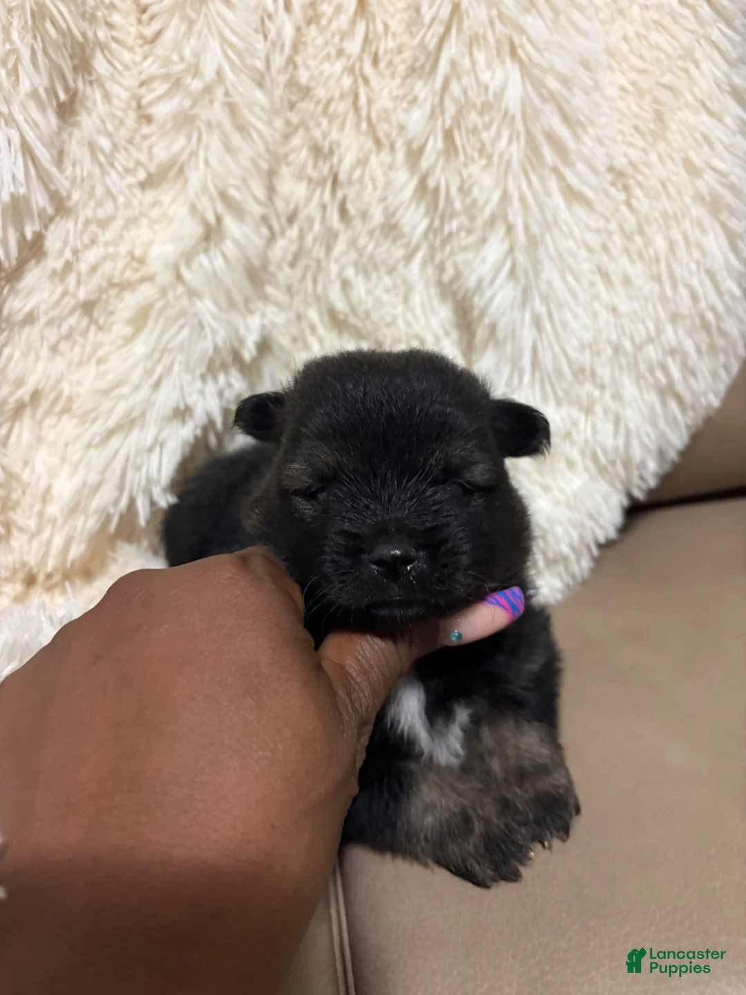 Pomeranian dogs for sale: Pomeranian 1 - Ad 1