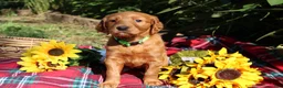 Mixed Breed dogs for sale: Lily - Irish Goldendoodle - Ad 15