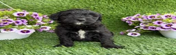 Mini Goldendoodle dogs for sale: Axle - Ad 1