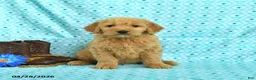 Goldendoodle dogs for sale: Mason - Ad 2