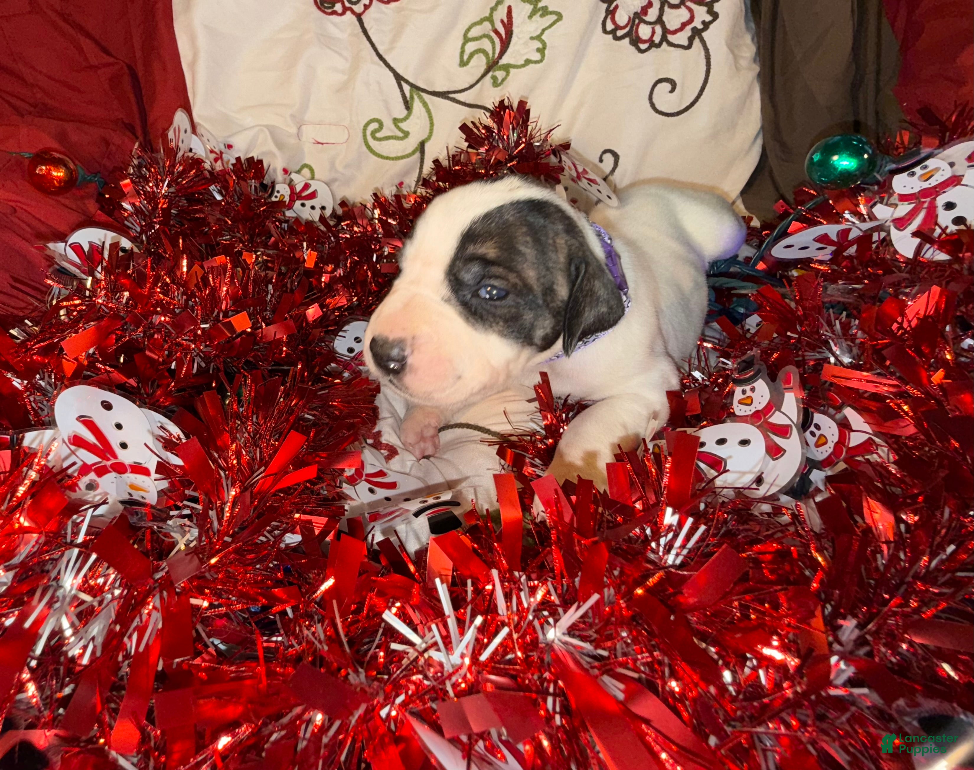 Great Dane dogs Vicky - Ad 32