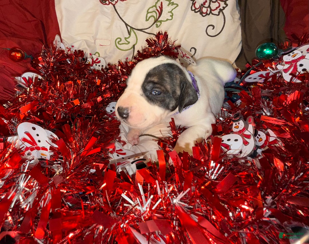 Great Dane dogs for sale: Vicky - Ad 1