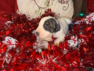 Great Dane dogs Vicky - Ad 37