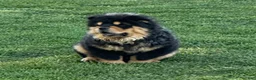 Chow Chow dogs for sale: Teddy  - Ad 8