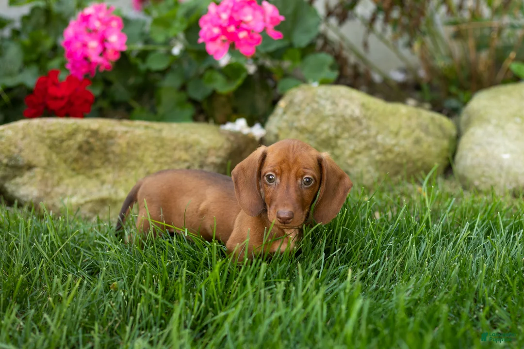 Miniature Dachshund dogs for sale: Ira  - Ad 2