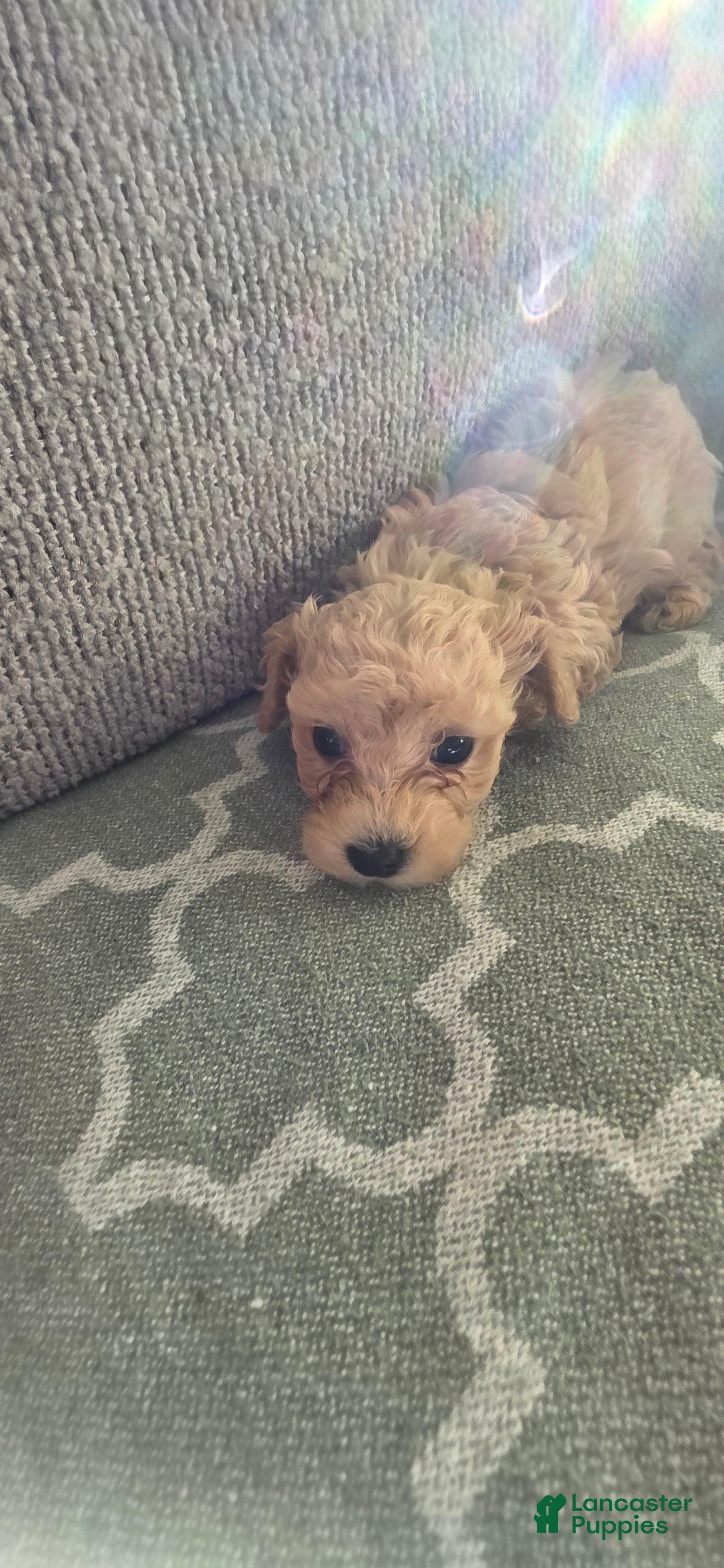 Bichpoo dogs Bichpoo 1 - Ad 8