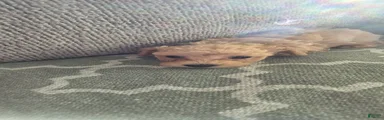 Bichpoo 1