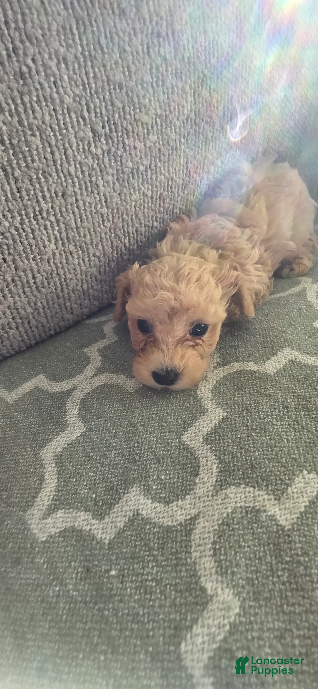 Bichpoo dogs for sale: Bichpoo 1 - Ad 1
