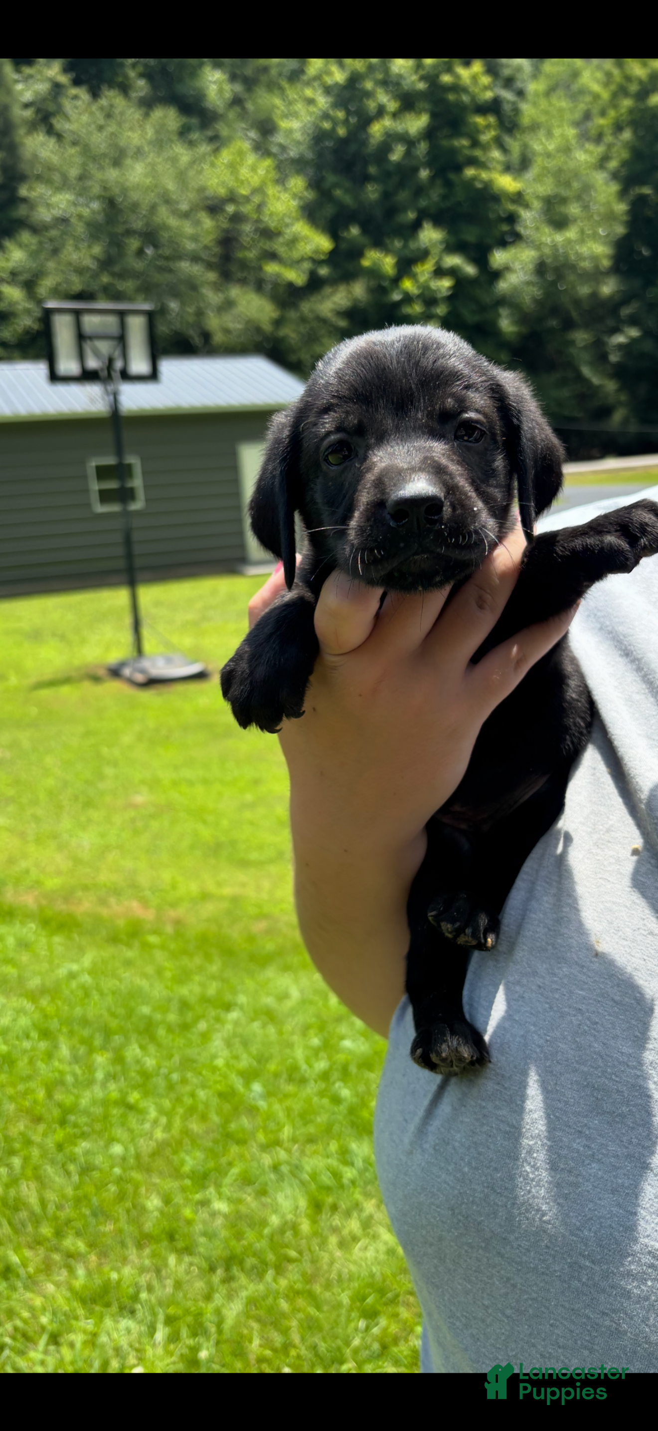 Labrador Retriever dogs Xena - Ad 1