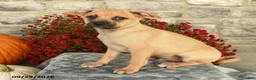 Mixed Breed dogs for sale: Titus - Ad 3