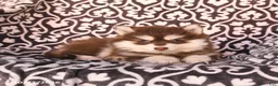 Pomsky dogs for sale: Cherry - Ad 5