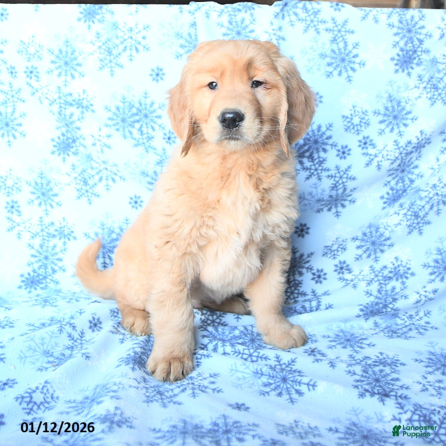 Golden Retriever dogs Paxton - Ad 29