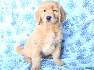 Golden Retriever dogs Paxton - Ad 9