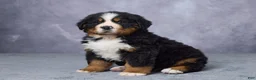 Bernese Mountain Dog dogs for sale: Cody - Ad 2