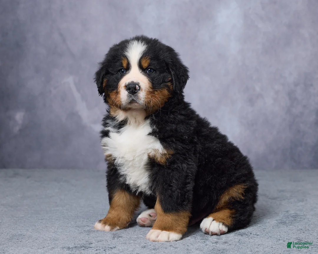 Bernese Mountain Dog dogs for sale: Cody - Ad 2