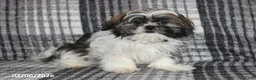 Shih Tzu dogs for sale: Kyle - Ad 5