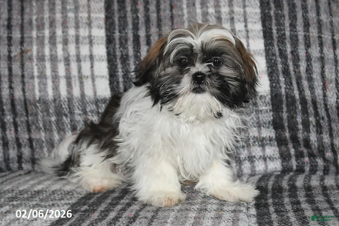 Shih Tzu dogs for sale: Kyle - Ad 5
