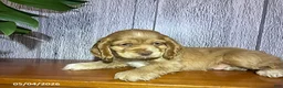 Cocker Spaniel dogs for sale: Archer - Ad 2