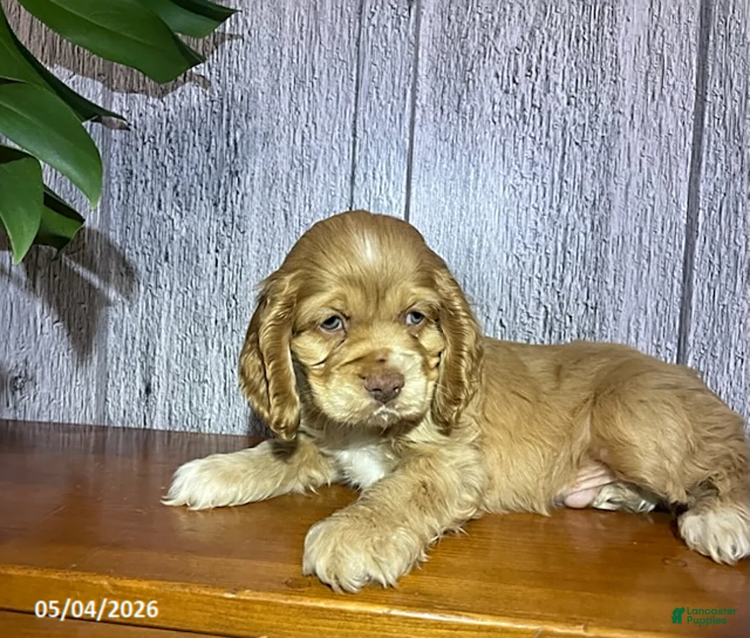 Cocker Spaniel dogs for sale: Archer - Ad 2
