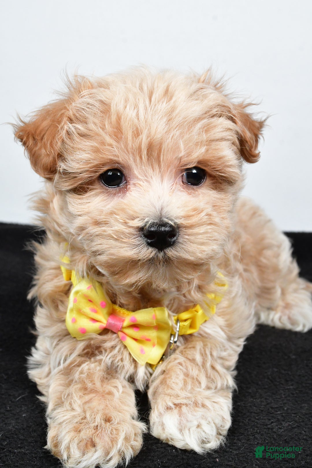 Maltipoo dogs for sale: Splash - Ad 4