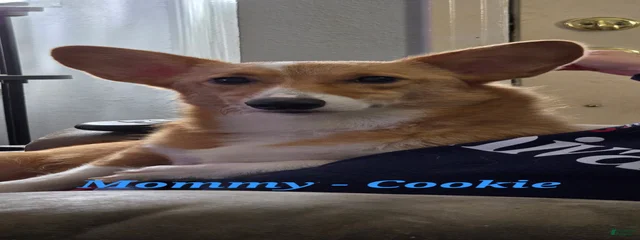 Cookie 