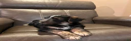 Mixed Breed dogs for sale: Misty  - Ad 7