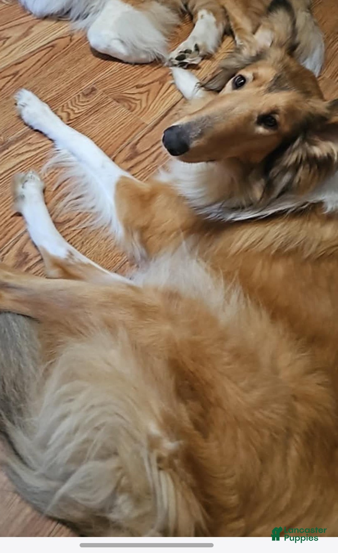 Collie dogs for sale: Collie Puppy 1  Wishbone  - Ad 2