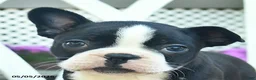 Boston Terrier dogs for sale: Pearl  - Ad 5
