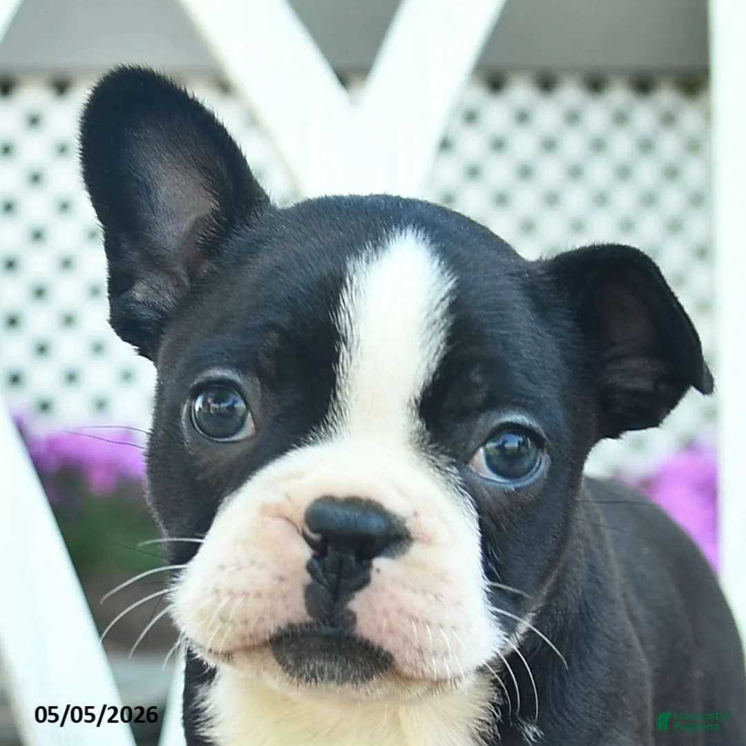 Boston Terrier dogs for sale: Pearl  - Ad 5