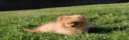 Pomeranian dogs for sale: Finn - Ad 4