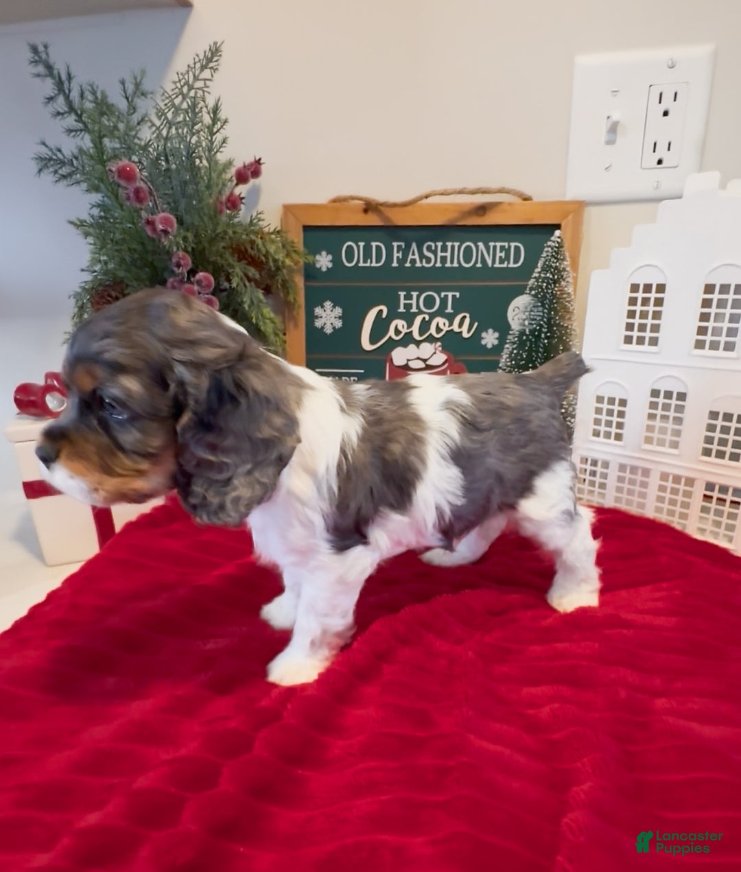 Cocker Spaniel dogs for sale: Knox - Ad 5