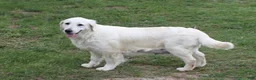 Golden Retriever dogs for sale: Ivory - Ad 5