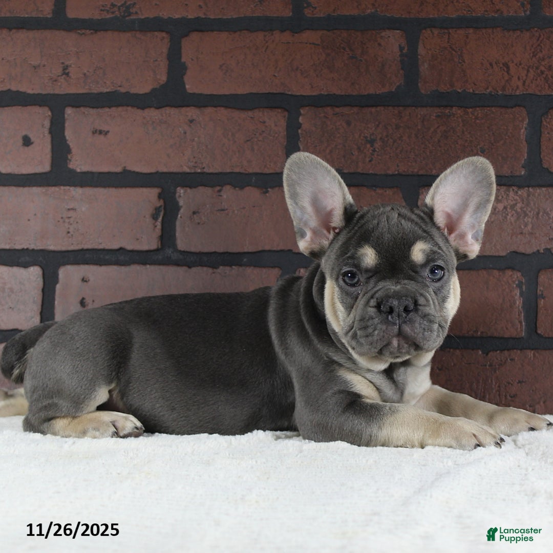 French Bulldog dogs for sale: Bubbles - Ad 4
