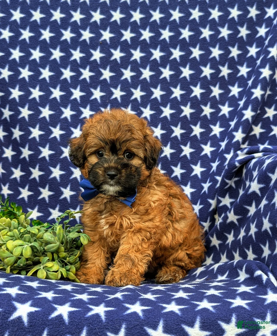 Shihpoo dogs for sale: Colson Hypoallergenic - Ad 2