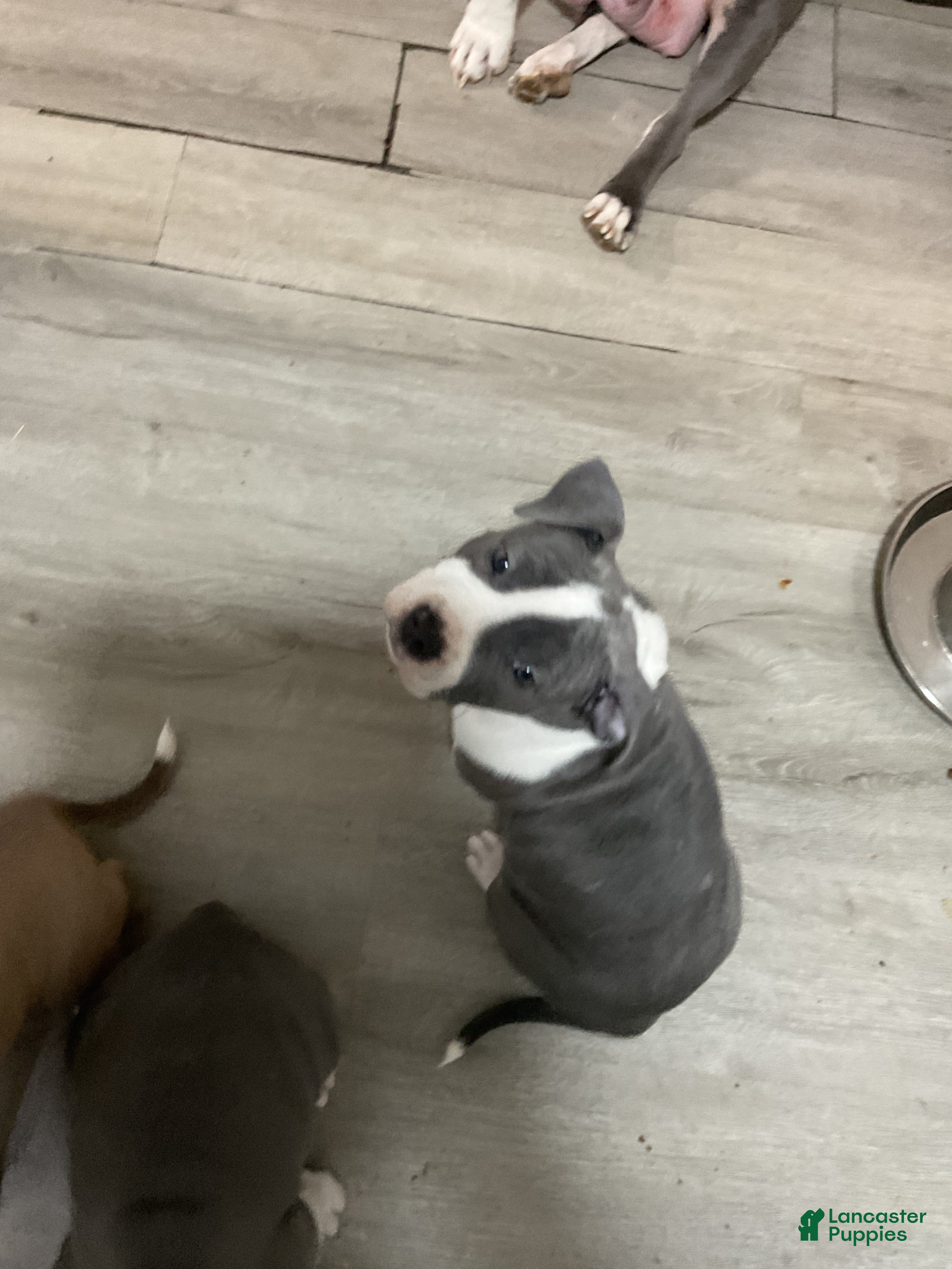 Mixed Breed dogs Staffshire terrier,American bully #2 - Ad 6