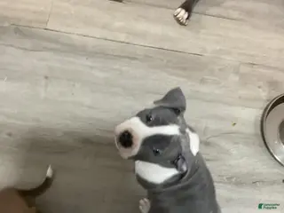 Mixed Breed dogs Staffshire terrier,American bully #2 - Ad 6