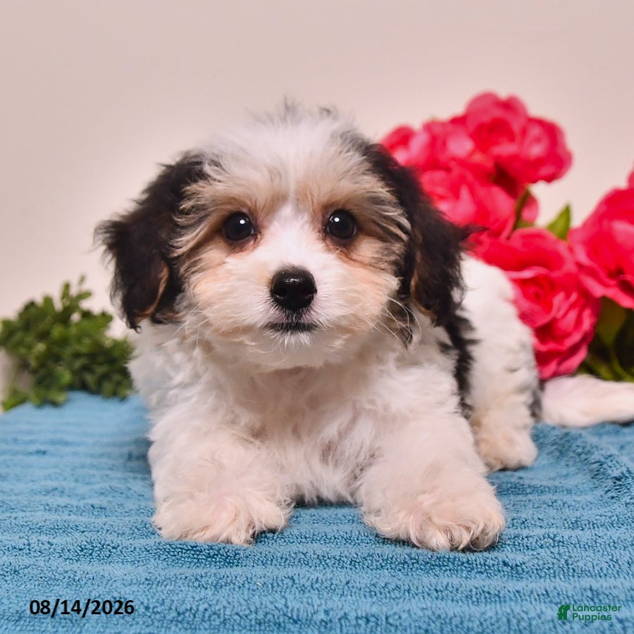 Yorkiepoo dogs Rico  - Ad 1