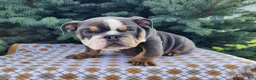 English Bulldog dogs for sale: Elliot - Ad 6