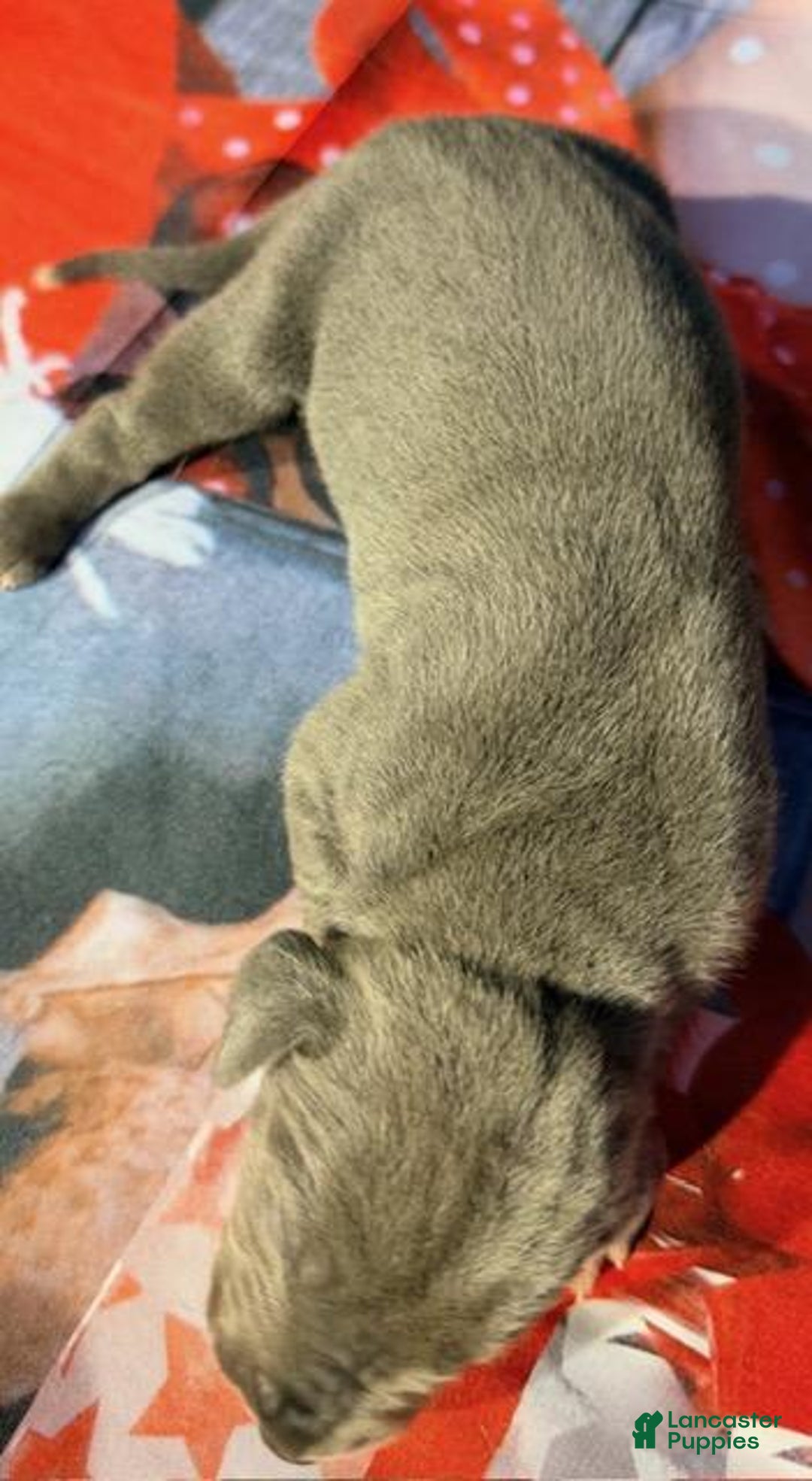 Great Dane dogs for sale: Winnie - Blue - Ad 1