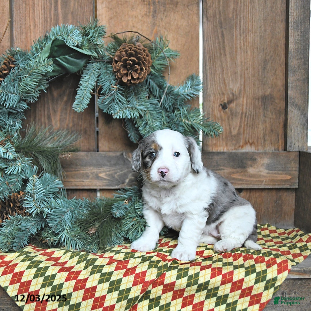 Mini Bernedoodle dogs for sale: Luna  - Ad 3