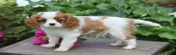 Cavalier King Charles Spaniel dogs for sale: Luke - Ad 4