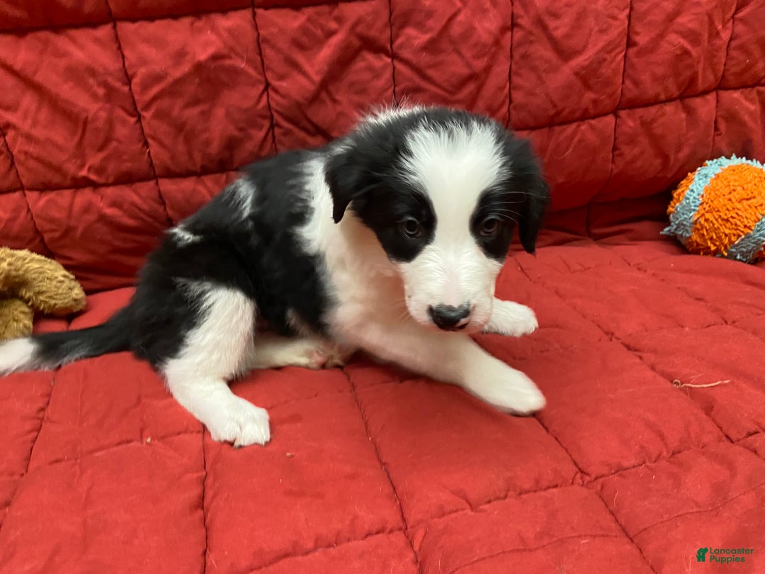 Border Collie dogs for sale: Remy - Ad 7