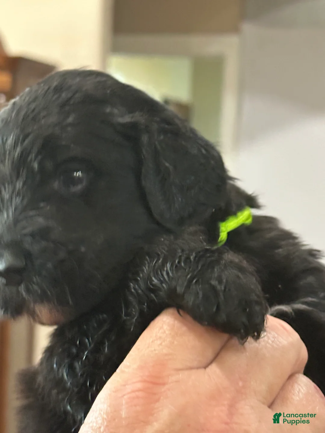 Mixed Breed dogs for sale: female # 3 English Shepherd Doodle - Ad 3