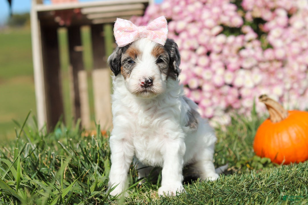 Mini Bernedoodle dogs for sale: Chloe - Ad 5