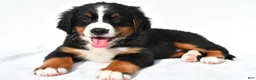 Bernese Mountain Dog dogs for sale: Patsy - Ad 5
