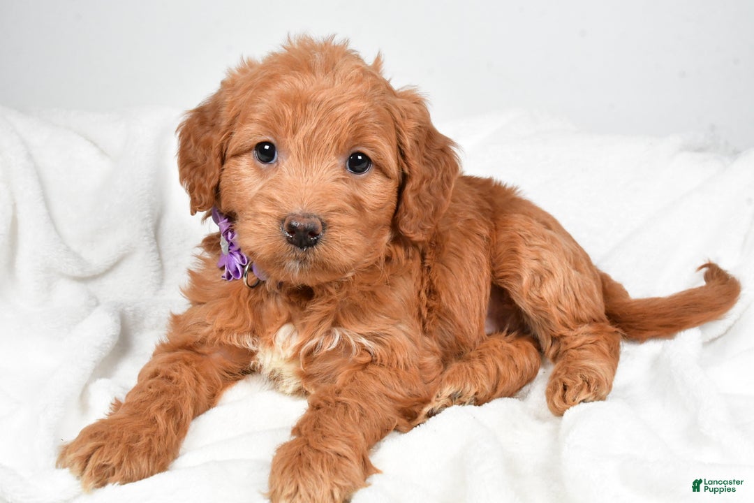 Mini Goldendoodle dogs for sale: Bluebell - Ad 5
