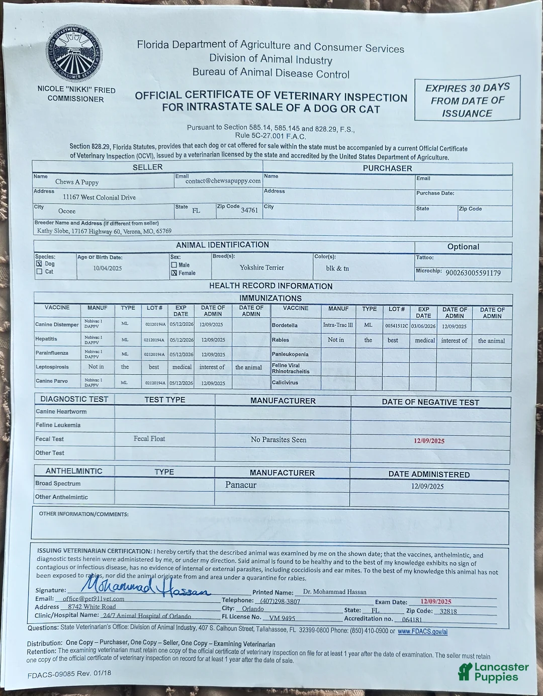 Yorkshire Terrier dogs for sale: Yorkshire Terrier Puppy 2 - Ad 4